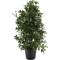 Kategorie <b>Produkt nicht gewünscht </b> - Laurus nobilis Strauch 140 cm Höhe