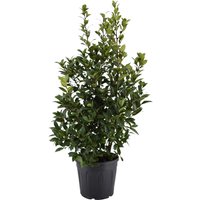 Kategorie <b>Produkt nicht gewünscht </b> - Laurus nobilis Strauch 130 cm Höhe