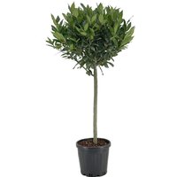Kategorie <b>Produkt nicht gewünscht </b> - Laurus nobilis Kugel auf Stamm 110 cm Höhe 50 cm Durchmesser