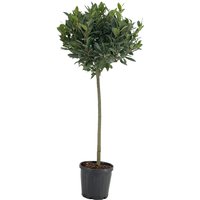 Kategorie <b>Produkt nicht gewünscht </b> - Laurus nobilis Kugel auf Stamm 120 cm Höhe 50 cm Durchmesser