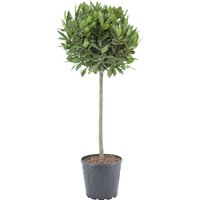 Kategorie <b>Produkt nicht gewünscht </b> - Laurus nobilis Kugel auf Stamm 100 cm Höhe 45 cm Durchmesser