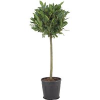 Kategorie <b>Produkt nicht gewünscht </b> - Laurus nobilis Kugel auf Stamm 110 cm Höhe 45 cm Durchmesser