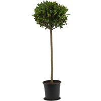 Kategorie <b>Produkt nicht gewünscht </b> - Laurus nobilis Kugel auf Stamm 120 cm Höhe 45 cm Durchmesser