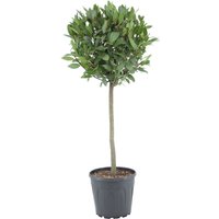 Kategorie <b>Produkt nicht gewünscht </b> - Laurus nobilis Kugel auf Stamm 100 cm Höhe 40 cm Durchmesser
