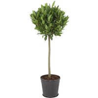 Kategorie <b>Produkt nicht gewünscht </b> - Laurus nobilis Kugel auf Stamm 110 cm Höhe 40 cm Durchmesser