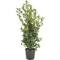 Kategorie <b>Produkt nicht gewünscht </b> - Laurus nobilis Strauch 120 cm Höhe