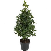 Kategorie <b>Produkt nicht gewünscht </b> - Laurus nobilis Pyramide 110 cm Höhe 30 cm Durchmesser