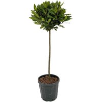 Kategorie <b>Produkt nicht gewünscht </b> - Laurus nobilis Kugel auf Stamm 100 cm Höhe 35 cm Durchmesser