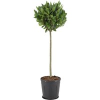 Kategorie <b>Produkt nicht gewünscht </b> - Laurus nobilis Kugel auf Stamm 110 cm Höhe 35 cm Durchmesser