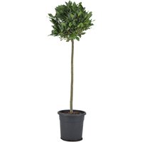 Kategorie <b>Produkt nicht gewünscht </b> - Laurus nobilis Kugel auf Stamm 120 cm Höhe 35 cm Durchmesser