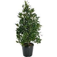 Kategorie <b>Produkt nicht gewünscht </b> - Laurus nobilis Pyramide 100 cm Höhe 30 cm Durchmesser