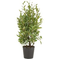 Kategorie <b>Produkt nicht gewünscht </b> - Laurus nobilis Strauch 110 cm Höhe