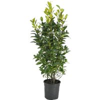 Kategorie <b>Produkt nicht gewünscht </b> - Laurus nobilis Strauch 100 cm Höhe