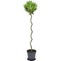 Kategorie <b>Produkt nicht gewünscht </b> - Laurus nobilis Spirale 120 cm Höhe 25 cm Durchmesser