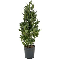Kategorie <b>Produkt nicht gewünscht </b> - Laurus nobilis Pyramide 90 cm Höhe 20 cm Durchmesser