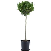 Kategorie <b>Produkt nicht gewünscht </b> - Laurus nobilis Kugel auf Stamm 100 cm Höhe 30 cm Durchmesser