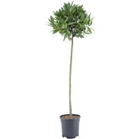Kategorie <b>Produkt nicht gewünscht </b> - Laurus nobilis Kugel auf Stamm 110 cm Höhe 30 cm Durchmesser