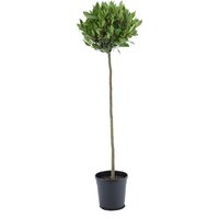 Kategorie <b>Produkt nicht gewünscht </b> - Laurus nobilis Kugel auf Stamm 120 cm Höhe 30 cm Durchmesser