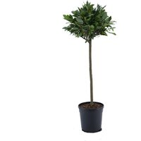Kategorie <b>Produkt nicht gewünscht </b> - Laurus nobilis Kugel auf Stamm 90 cm Höhe 30 cm Durchmesser