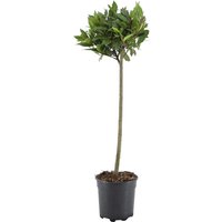 Kategorie <b>Produkt nicht gewünscht </b> - Laurus nobilis Kugel auf Stamm 100 cm Höhe 25 cm Durchmesser