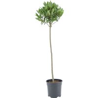 Kategorie <b>Produkt nicht gewünscht </b> - Laurus nobilis Kugel auf Stamm 110 cm Höhe 25 cm Durchmesser