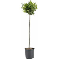 Kategorie <b>Produkt nicht gewünscht </b> - Laurus nobilis Kugel auf Stamm 120 cm Höhe 25 cm Durchmesser