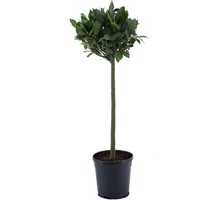Kategorie <b>Produkt nicht gewünscht </b> - Laurus nobilis Kugel auf Stamm 90 cm Höhe 25 cm Durchmesser