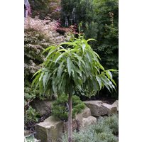 Kategorie <b>Obst </b> - Zwergpfirsich