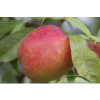 Kategorie <b>Obst </b> - Zwergnektarine CAC