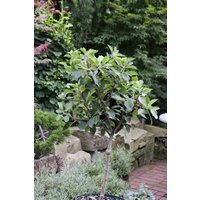 Kategorie <b>Obst </b> - Zwergapfel CAC