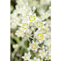 Kategorie <b>Produkt nicht gewünscht </b> - Zigadenus elegans