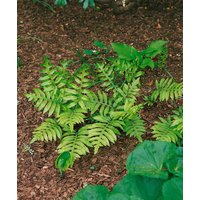 Kategorie <b>Farne </b> - Woodwardia fimbriata