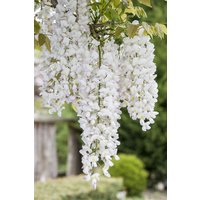Kategorie <b>Produkt nicht gewünscht </b> - Wisteria sinensis 'Alba'