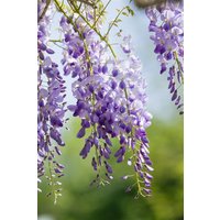 Kategorie <b>Produkt nicht gewünscht </b> - Wisteria sinensis