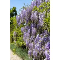 Kategorie <b>Kletterpflanzen </b> - Wisteria floribunda 'Macrobotrys'