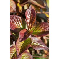 Kategorie <b>Blütensträucher und Ziergehölze </b> - Weigela florida 'Wings of Fire'