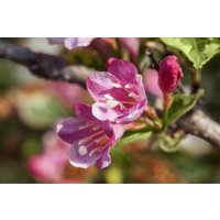 Kategorie <b>Produkt nicht gewünscht </b> - Weigela florida 'Variegata'