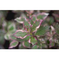Kategorie <b>Produkt nicht gewünscht </b> - Weigela florida 'Monet' -R- -S-