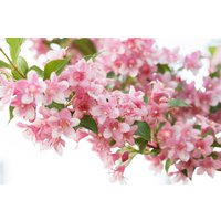 Kategorie <b>Produkt nicht gewünscht </b> - Weigela 'Rosea'