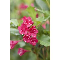 Kategorie <b>Laubbäume </b> - Weigela 'Red Prince'