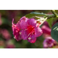 Kategorie <b>Produkt nicht gewünscht </b> - Weigela 'Newport Red'