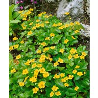 Kategorie <b>Bodendecker </b> - Waldsteinia ternata