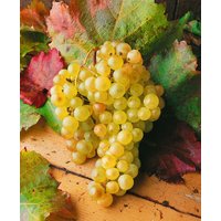 Kategorie <b>Produkt nicht gewünscht </b> - Vitis vinifera weiß