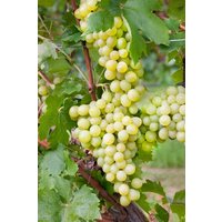Kategorie <b>Produkt nicht gewünscht </b> - Vitis vinifera 'Unio'