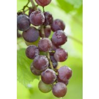 Kategorie <b>Produkt nicht gewünscht </b> - Vitis vinifera 'Suffok Red'