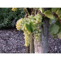 Kategorie <b>Produkt nicht gewünscht </b> - Vitis vinifera 'Solaris'