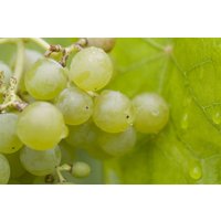 Kategorie <b>Produkt nicht gewünscht </b> - Vitis vinifera 'Romulus'