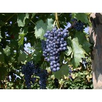 Kategorie <b>Produkt nicht gewünscht </b> - Vitis vinifera 'Regent'