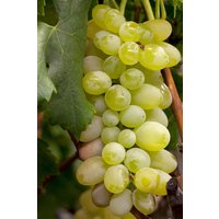 Kategorie <b>Produkt nicht gewünscht </b> - Vitis vinifera 'Primus'