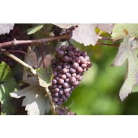 Kategorie <b>Produkt nicht gewünscht </b> - Vitis vinifera 'Piroschka'